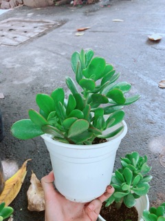 Chậu Ngọc Bích