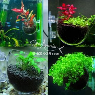 CỐC TRỒNG CÂY THỦY SINH