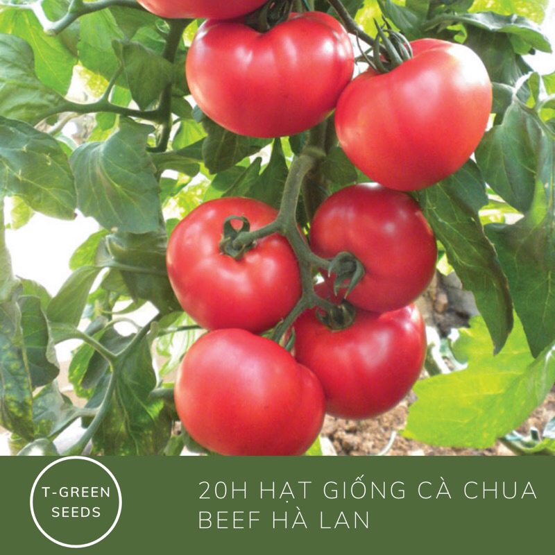 Hạt giống cà chua beef Hà lan dễ trồng