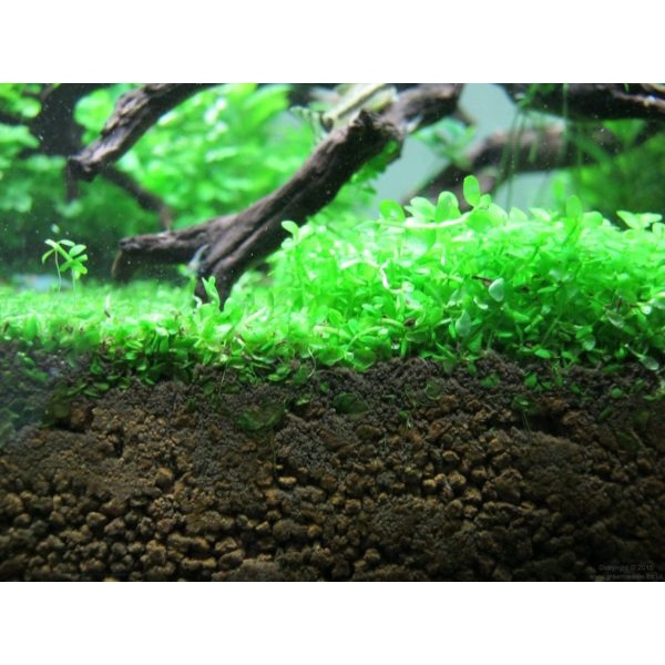 Hạt giống thủy sinh - Trân châu lá ngọc