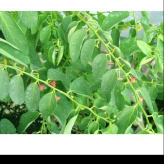 cây giống rau bồ ngót