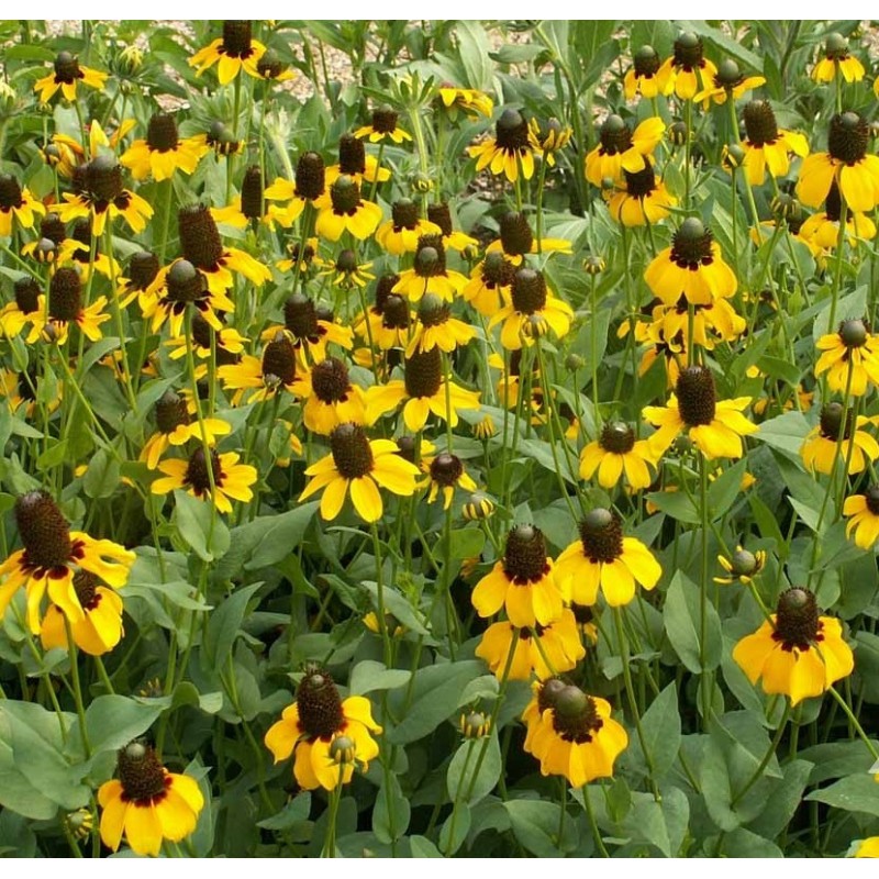 1000.Hạt Hạt Giống Hoa Cúc Tâm Đen Rudbeckia Nón Mexico (C3.201)