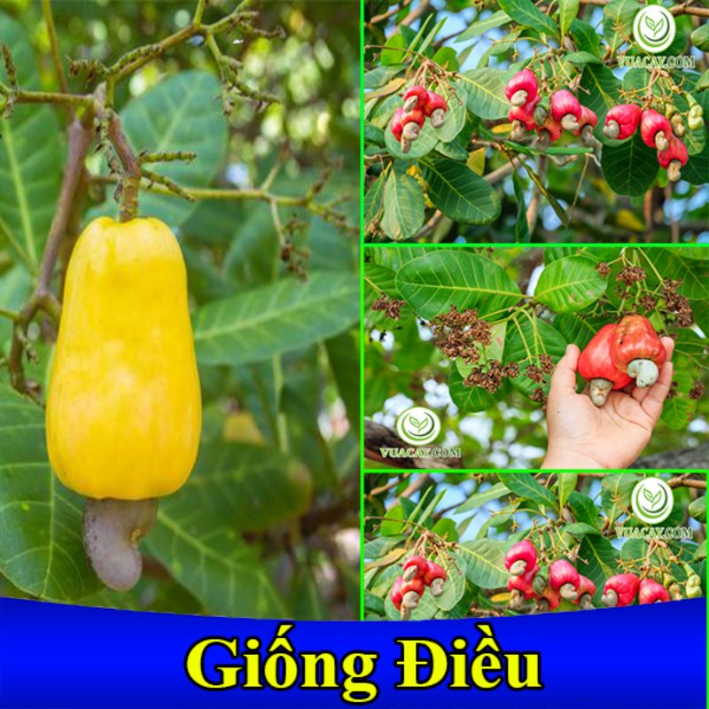 Cây giống Điều AB năng suất vượt trội