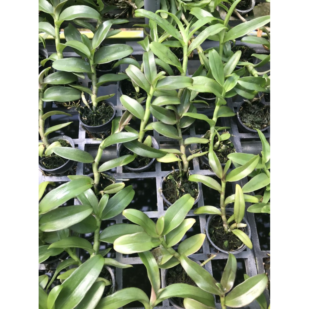 Phi điệp 5ct bạch tuyết