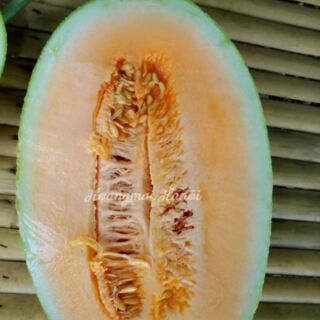 DƯA LƯỚI HAMI VỎ VÀNG THÁI LAN