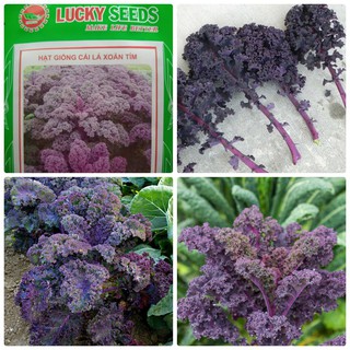 Bán Hạt giống Cải lá xoăn tím -20 hạt tại Hạt Giống Bốn Mùa