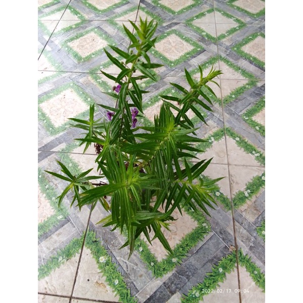 Bụi cây giống hoa violet giống cũ. hoa rất thơm có bầu đất.