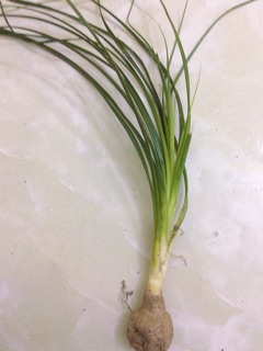 Cây lan bình rượu