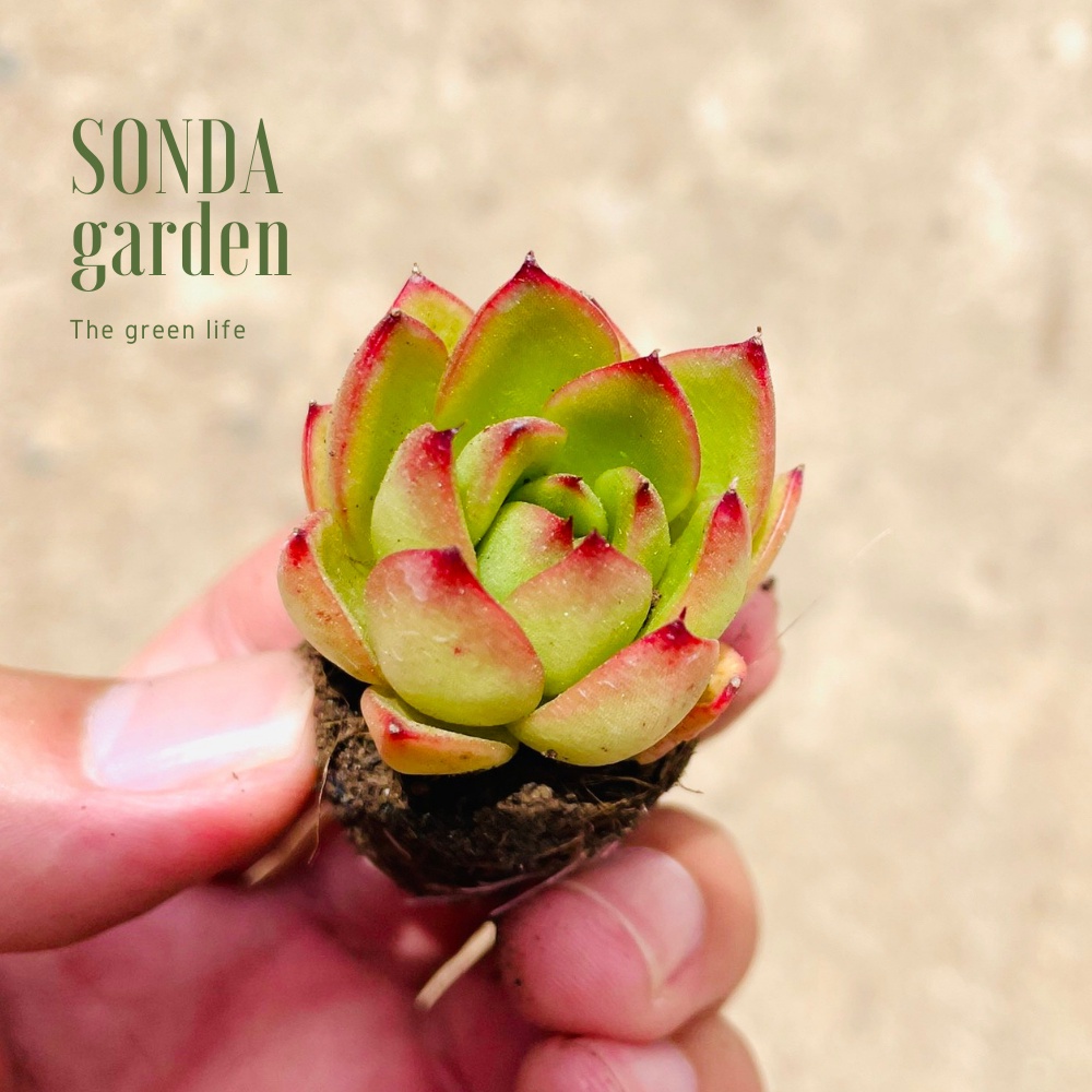 Sen đá viền lửa SONDA GARDEN size mini 2.5-4cm, cây cảnh trang trí nhà cửa, lỗi 1 đổi 1