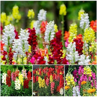 Hạt giống hoa mõm sói MIX Màu - ( Gói 100 Hạt )