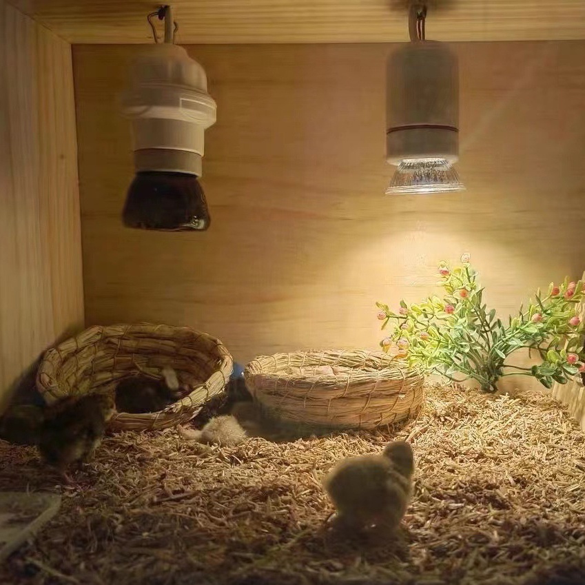 Đèn sưởi ấm cho thú cưng, đèn sưởi cho chó con, mèo con, chim, gà, bò sát... đèn sưởi ban đêm và ban ngày