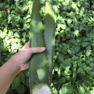 Nha Đam Bẹ Mỹ 10k/kg