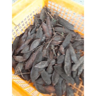 Hạt giống cây lim xẹt
