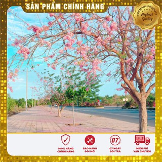 Hạt giống cây hoa Anh Đào Nhật