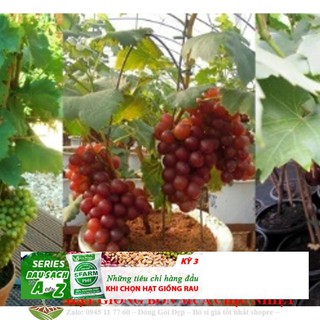 Hạt giống Nho pháp (10 hạt)