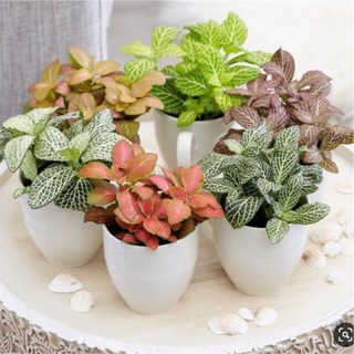 Bộ 3 cây may mắn