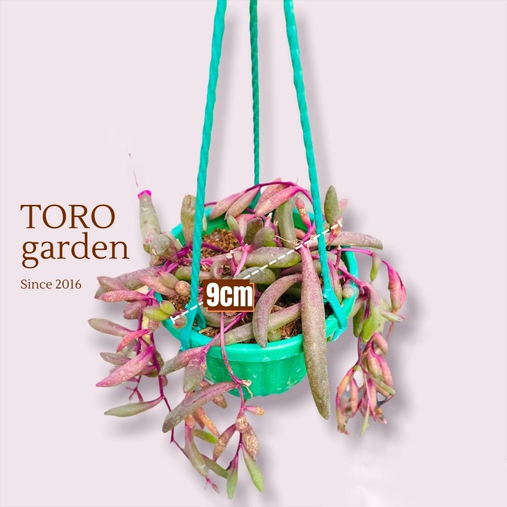 Sen đá ruby necklace trồng chậu treo Đà Lạt size 9cm cây cảnh trang trí nhà cửa Toro garden