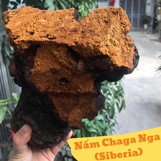 Nấm Chaga Nga (Siberia) loại 1