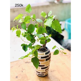 Chậu dâu tằm bonsai