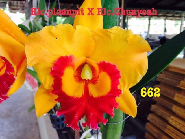 Cattleya giống trung biết màu hoa