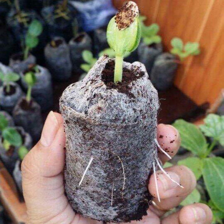 105 Viên nén xơ dừa, viên nén ươm hạt loại dày cao 60mm