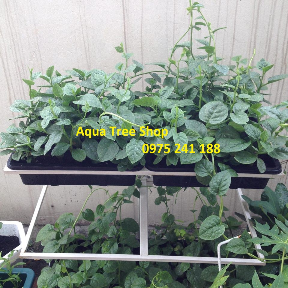 Khay trồng rau giá rẻ, trồng rau mầm, đựng nước làm mát cho giàn lan