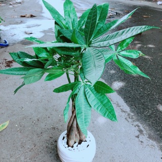 Chậu kim ngân 5 thân thắt bính