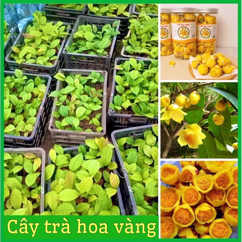 CÂY GIỐNG TRÀ (CHÈ) HOA VÀNG CÂY DƯỢC LIỆU ẢNH THẬT