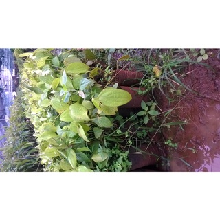 Set 4 cây Tiêu giống chuẩn. [ BẦU TO GỐC KHỎE]