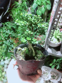 Cây Sam Hương (cao 12cm,ngang 7cm)