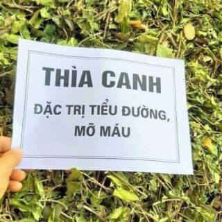 1kg dây thìa canh trị tiểu đường