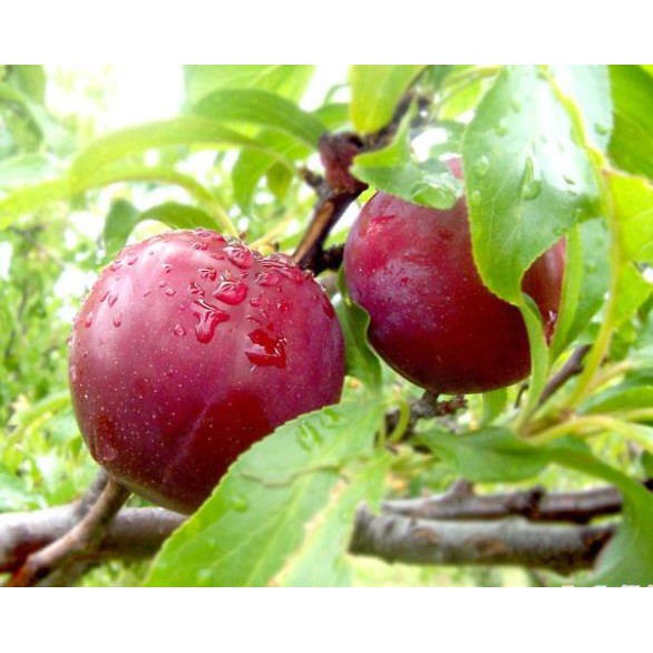 Cây giống MẬN TÍM  - hàng giống F1