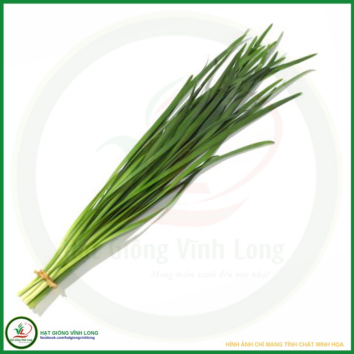 Hạt giống Hẹ lá Duyên Hải TN 174 - 2g