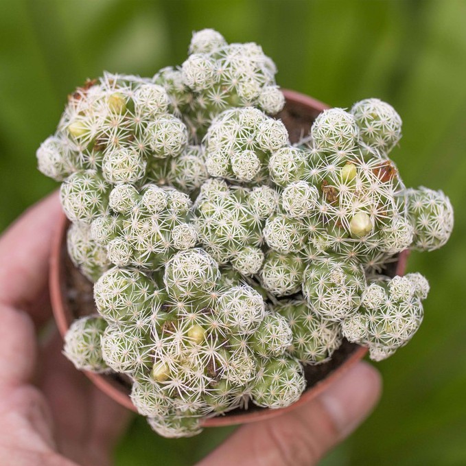 Xương rồng trứng chim cỡ lớn 9-11cm - Vườn sen đá