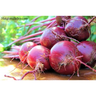 Hạt Giống Củ Dền Đỏ