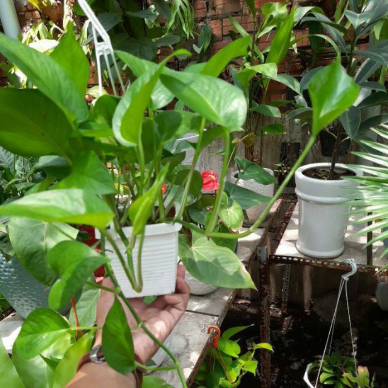 Trầu bà treo tường