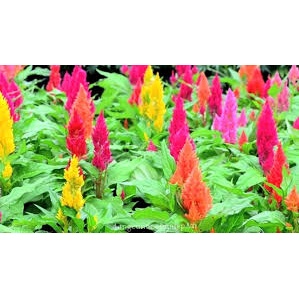 (Gói 250 hạt)Hạt Giống Hoa Mào Gà Lửa F1Dễ Trồng Hoa Nở Siêu Đẹp Mix nhiều màu