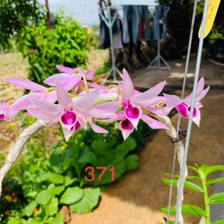 Hoa lan phi điệp, giả hạc rừng Thác Bay TB371