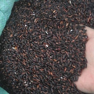 Gạo nếp cẩm Điện Biên