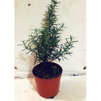 Hương thảo - rosemary - gia vị với hương thơm dịu nhẹ, vừa đuổi muỗi lại giúp thư giãn