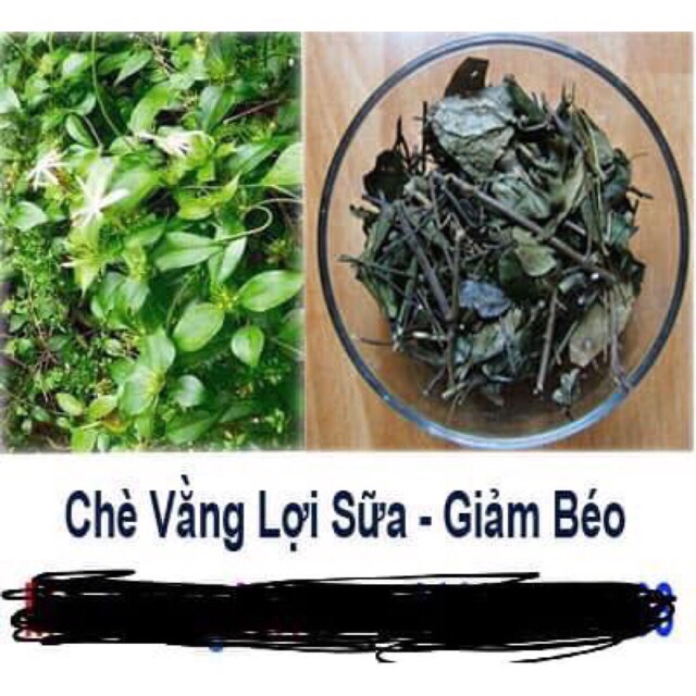 1Kg Lá chè vằng sẻ lợi sữa