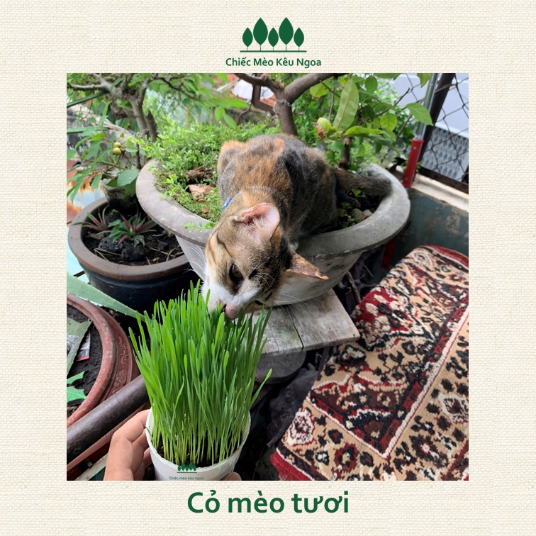 [HOẢ TỐC] Cỏ mèo tươi Benzy Nâu - Tiệm Mèo Moa