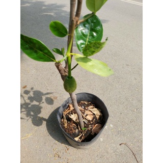 Cây 🌲 Mít Thái  1m6...đang trái