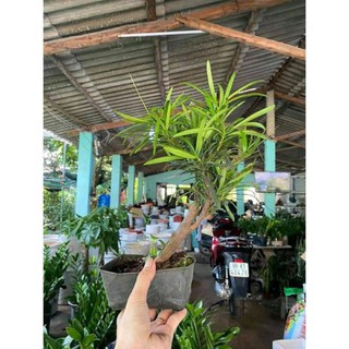 sản phẩm CÂY TÙNG LA HÁN