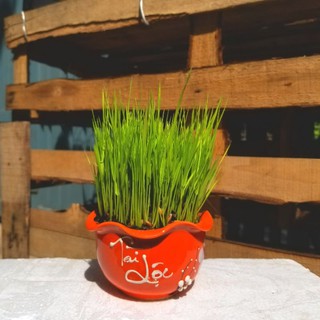 Cây Lúa non kèm chậu sứ cao cấp size 10x6