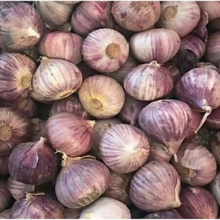 1kg tỏi cô đơn PHAN RANG