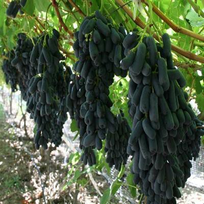 Hạt Giống Nho Ngón Tay Mỹ F1
