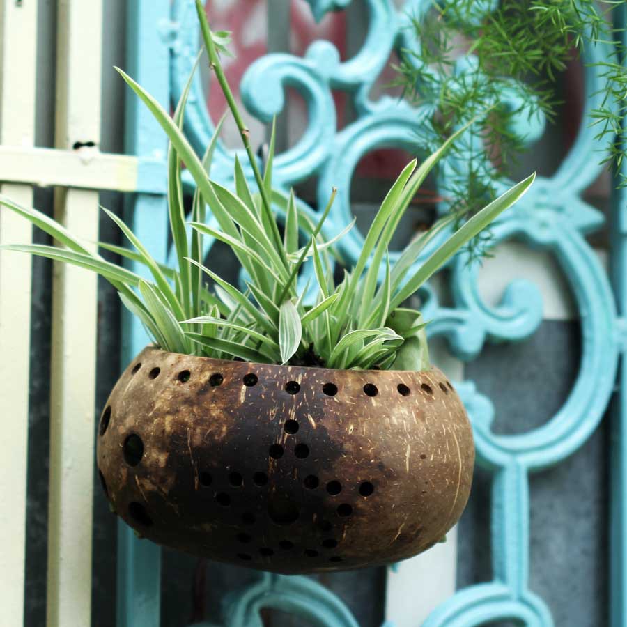 Set mẫu ngẫu nhiên - Gáo dừa thô TRỒNG LAN I CÂY CẢNH