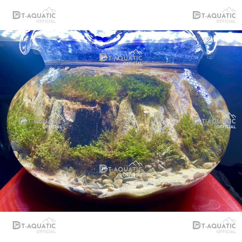 Đá Trầm Tích Hoá Thạch (1KG) Setup Bể Thuỷ Sinh,Tiểu Cảnh Bán Cạn, Trang Trí Bể Cá Cảnh