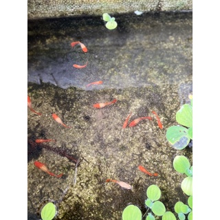 Micro 0 Thức Ăn Cho Cá Bột, Bảy Màu, Betta,…